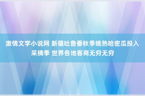 激情文学小说网 新疆吐鲁番秋季晚熟哈密瓜投入采摘季 世界各地客商无穷无穷