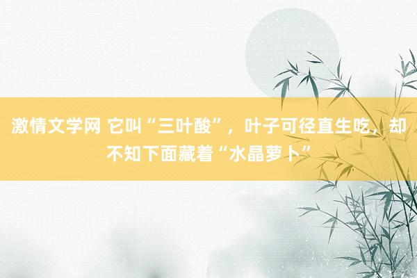 激情文学网 它叫“三叶酸”，叶子可径直生吃，却不知下面藏着“水晶萝卜”